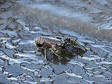 Northern Crayfish, Rideau River 1.jpg