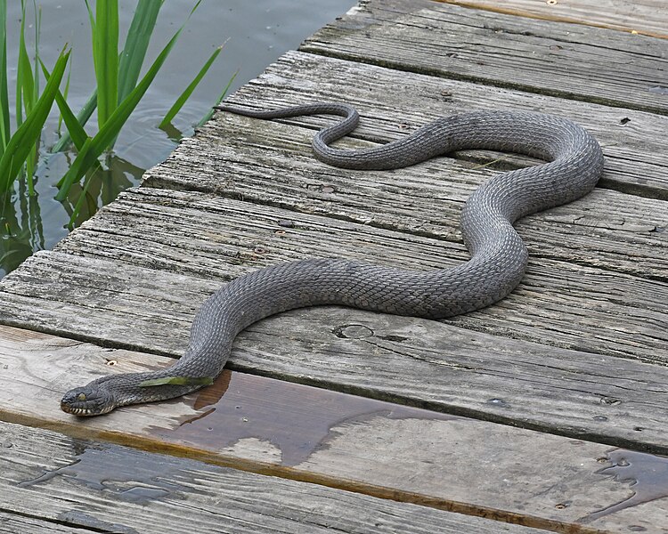 File:Northern water snake mariner point park 6.13.21 DSC 4798.jpg