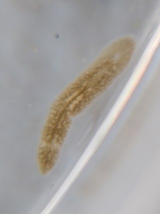 <i>Notocomplana</i> Genus of flatworms