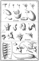 Tafel 9: „Cainito“ „Gesneria“ „Caesalpina“