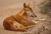 Dingo - Wikipedia