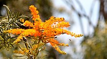 Bees on Nuytsia floribunda flower Nuytsia floribunda flower close up.jpg