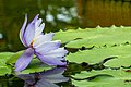 Nymphaea gigantea i Victoriahuset i Bergianska Trädgården