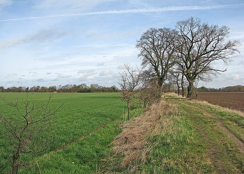 File:Oaks on The Drove Way - geograph.org.uk - 5300421.jpg