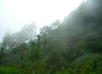 Paisaje de la Sierra Sur de Oaxaca, los bancos de niebla son frecuentes durante todo el año.