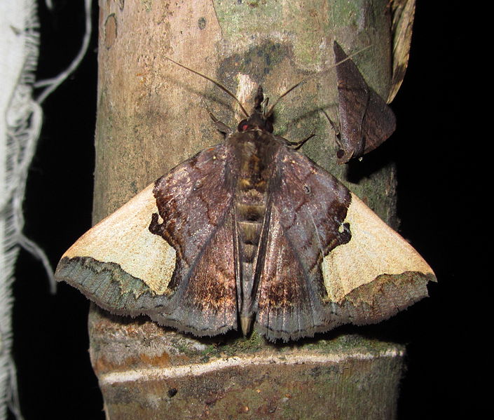 File:Ochrotrigona triangulifera.jpg