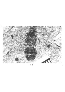 Oecophylla superba femelle 1937 N. Th. Holotype éch. R402 x3 p. 212, Pl. IV, Hyménoptères du Sannoisien de Kleinkembs.pdf