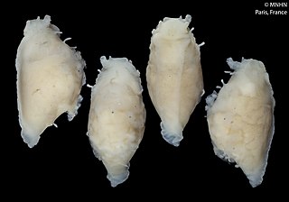 <i>Okenia zoobotryon</i> Species of gastropod