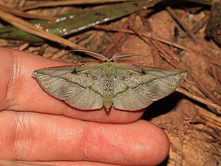 <i>Omiza lycoraria</i> Species of moth