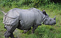 An Indian rhinoceros in Bardia National Park, Nepal