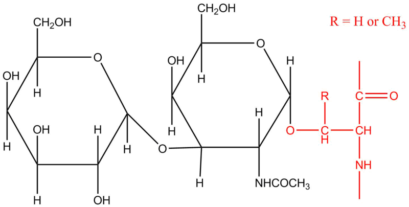 File:Oolinked Oligosaccharide.png