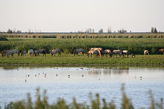 Oostvaardersplassen nature reserve in the Netherlands near Amsterdam