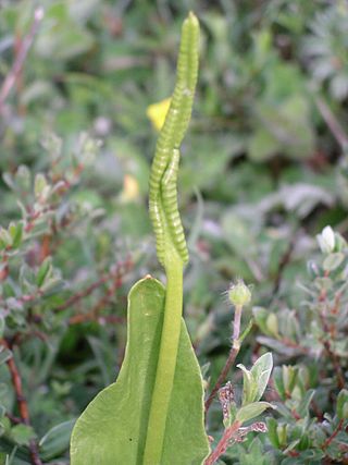 <i>Ophioglossum</i> Genus of fern in the family Ophioglossaceae