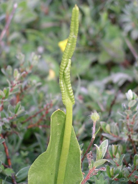 File:Ophioglossum closeup.jpg