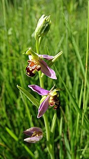 Vignette pour Ophrys abeille