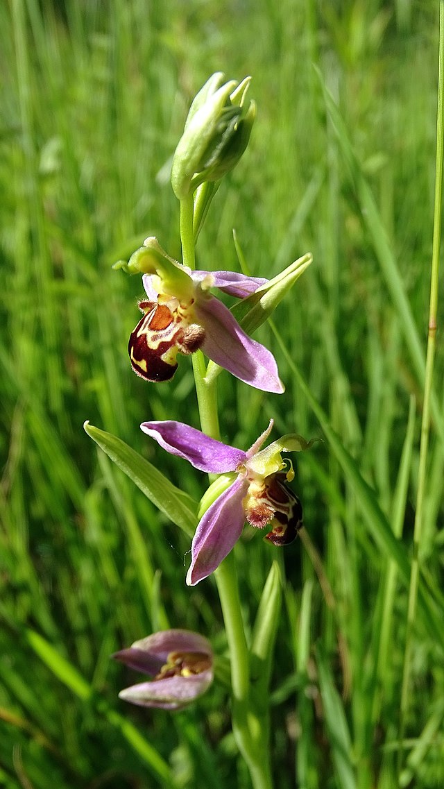 Description de l'image Ophrys apifera 25.jpg.