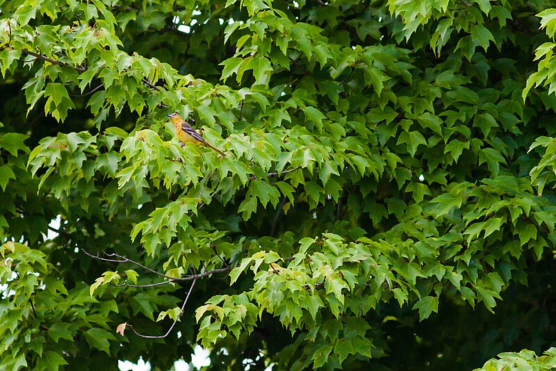 File:Orchard oriole (19568863998).jpg