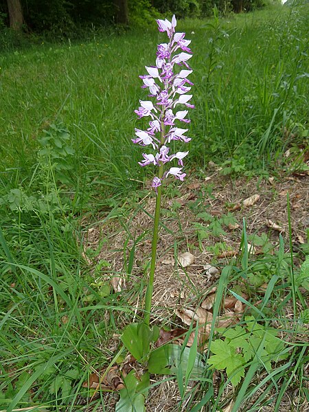 File:Orchis militaris 15.JPG