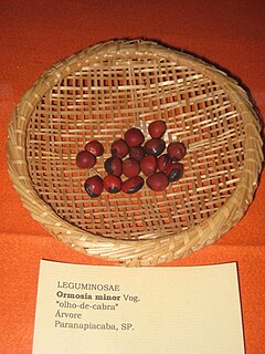 Uchuy anamura (Ormosia minor) nisqap murunkuna