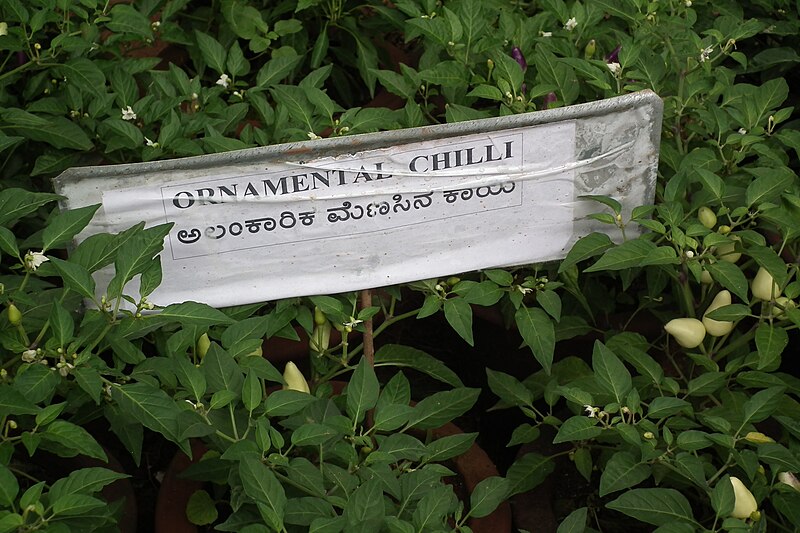 File:Ornamental chilli at lalbagh 7459.JPG