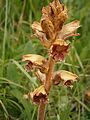 Orobanche lutea