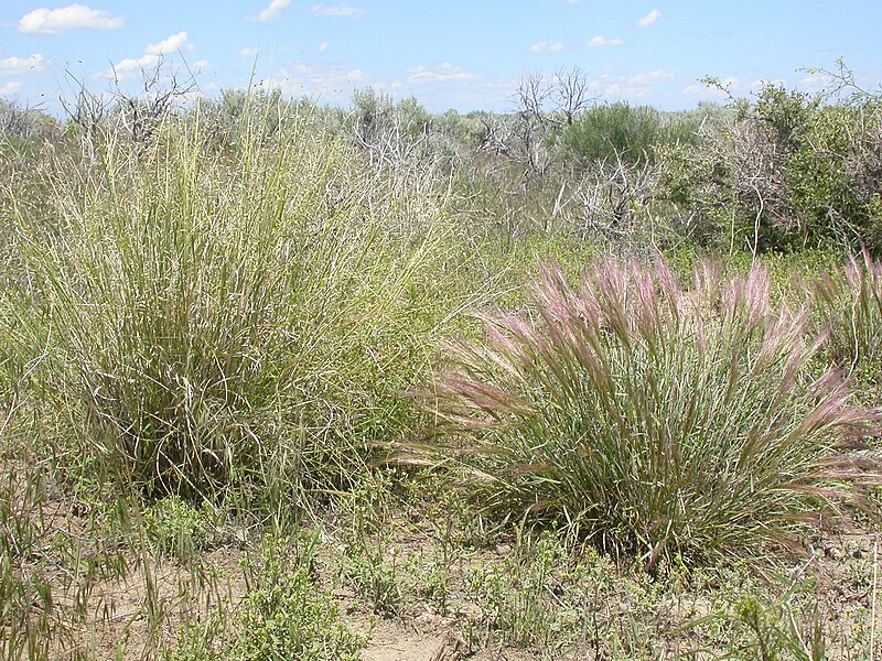 File:Oryzopsis hymenoides and Elymus elymoides (3703701979).jpg