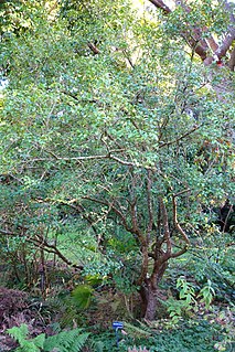 <i>Osmanthus suavis</i> Species of plant in the family Oleaceae