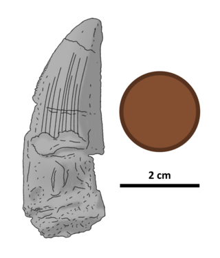 <i>Ostafrikasaurus</i> Genus of theropod dinosaur