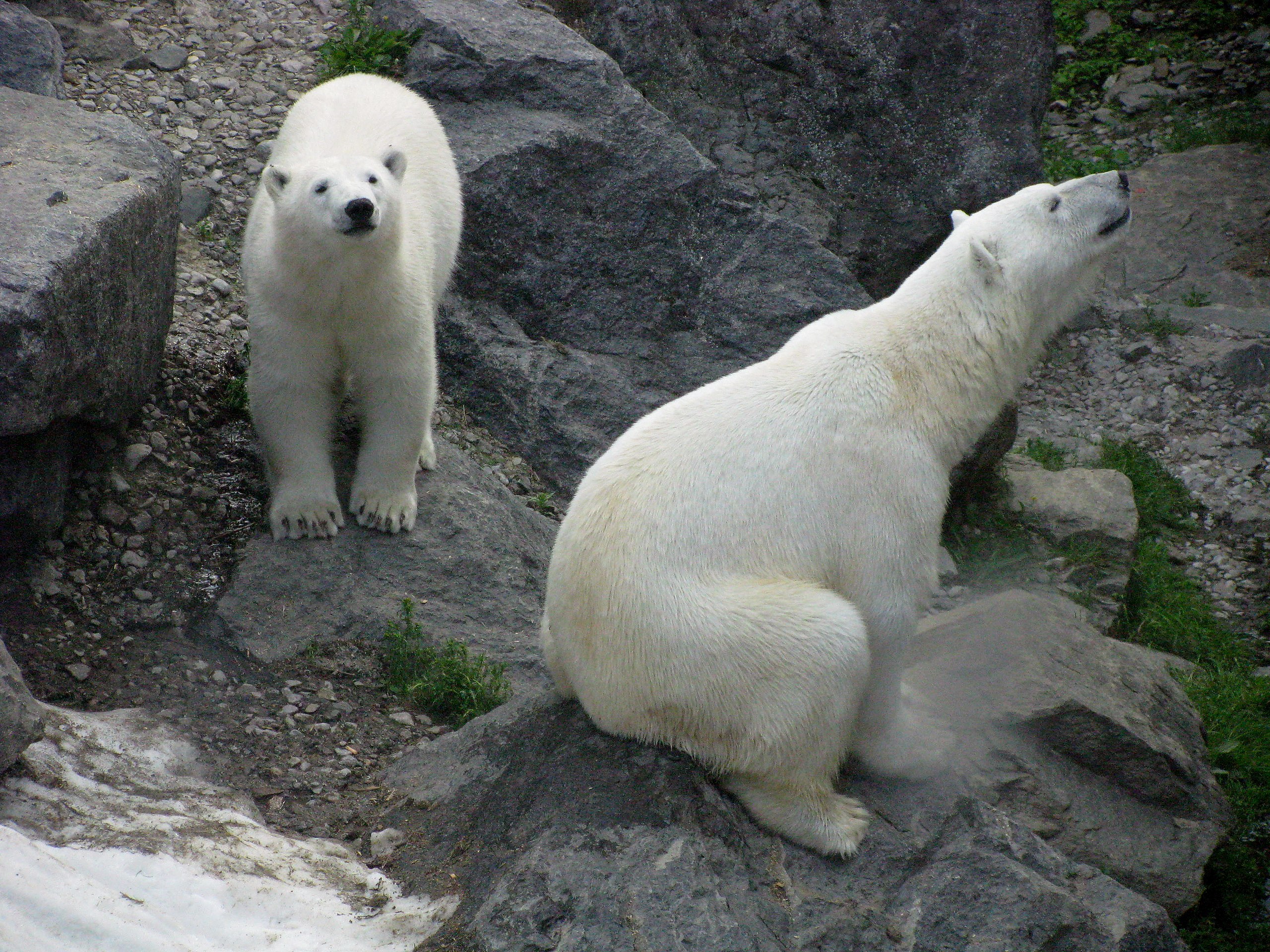 Ursus maritimus (ours polaire)