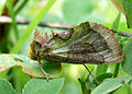 P1040388 Diachrysia chrysitis.JPG