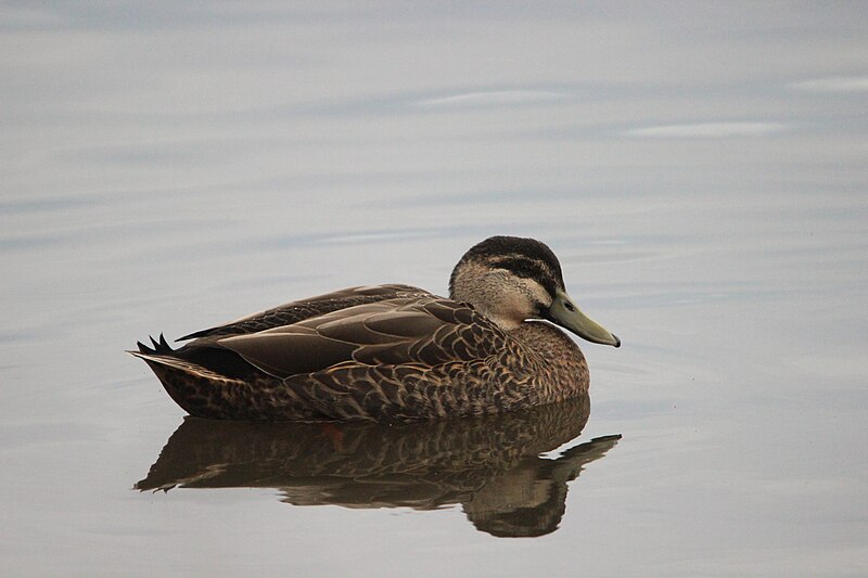 File:PBD mallard hybrid (1).jpg