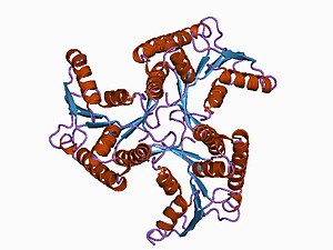 PDB 1cbu EBI.jpg