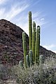 Near the Seri Indian Reservation in Punta Chueca, Sonora, Mexico