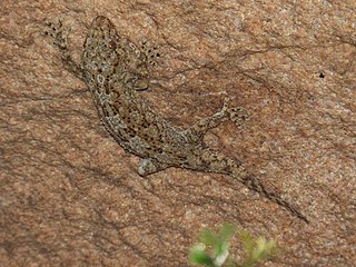 <span class="mw-page-title-main">Namaqua thick-toed gecko</span> Species of lizard