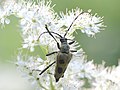 Pachyta quadrimaculata Linnaeus, 1758