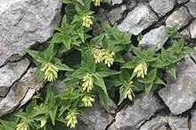 Paederota lutea (Gelb-Mänderle) IMG 0208.jpg