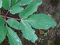 P. mascula ssp mascula, feuille aux larges segments ovales, d'un vert glauque