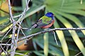 Painted Bunting Okeeheelee.jpg