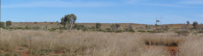 Пано на тревни площи и дюни Gunbarrel в природния резерват Gibson Desert. (6937186643) .jpg