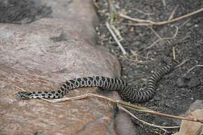 Beskrivelse av Pantherophis ramspotti image 94392759.jpg.