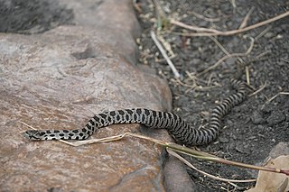 <i>Pantherophis ramspotti</i> Species of snake