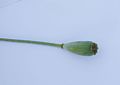 Il papavero a clava si chiama così per la forma dei frutti, più stretti e lunghi di quelli di P.rhoeas