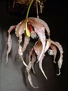 Paphinia herrerae