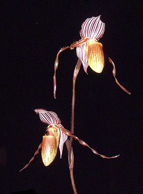 Paphiopedilum glanduliferum