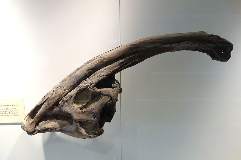 File:Parasaurolophus walkeri - University of California Museum of Paleontology - Berkeley, CA - DSC04691.JPG