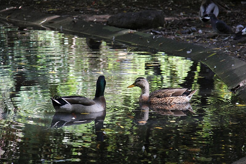 File:Pareja de Ánade Real.JPG