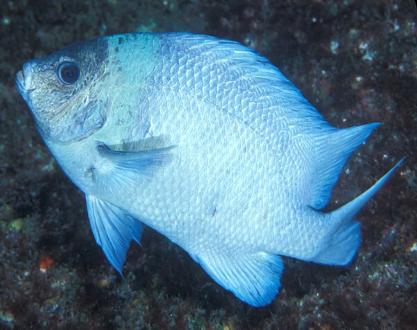 The Kermadec scalyfin – part of the rich marine biota of the Kermadecs