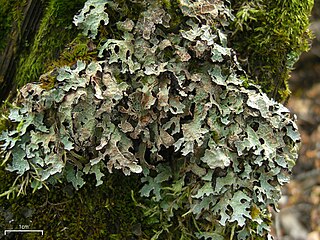 <i>Parmelia barrenoae</i> Species of lichen