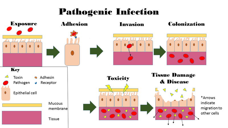 File:Pathogenic Infection.png