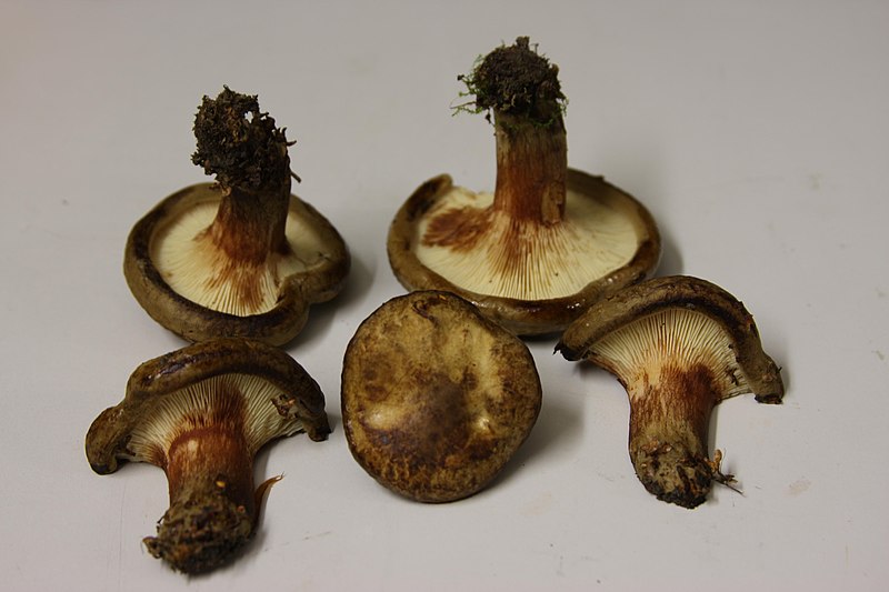 File:Paxillus involutus 112885.jpg